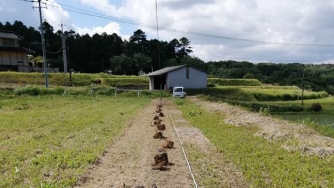 苗の植付けをはじめました