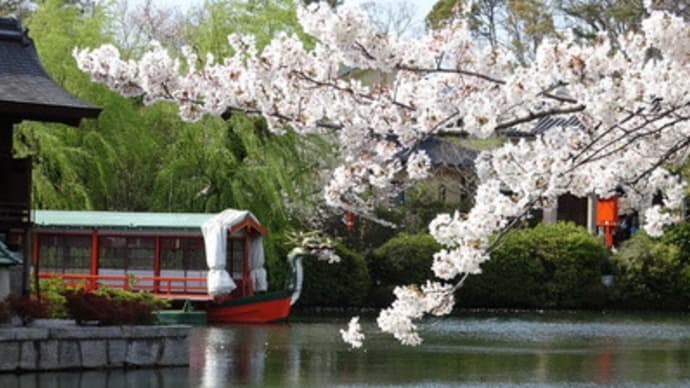 神泉苑の桜（2019年４月）　＠　京都妖怪探訪（６１６）