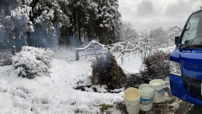 大雪の中、りんご剪定の枝を焼却しました