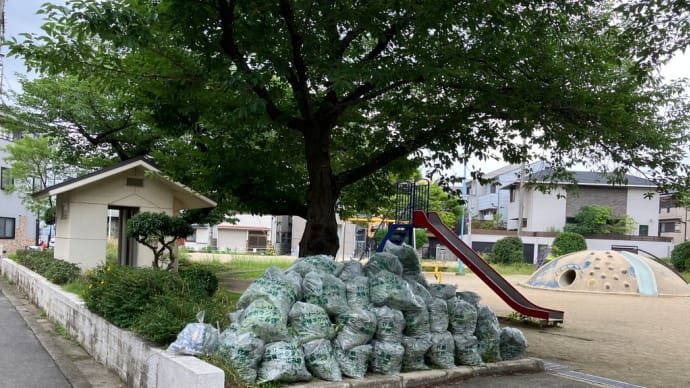 大和田北公園剪定実習