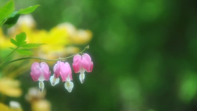 ご無沙汰しておりますっ!! こちらの可愛いらしい… ピンクの花の名前を、教えてください。