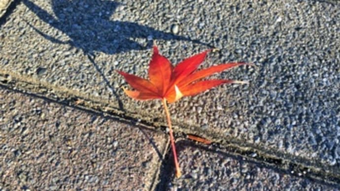 紅葉