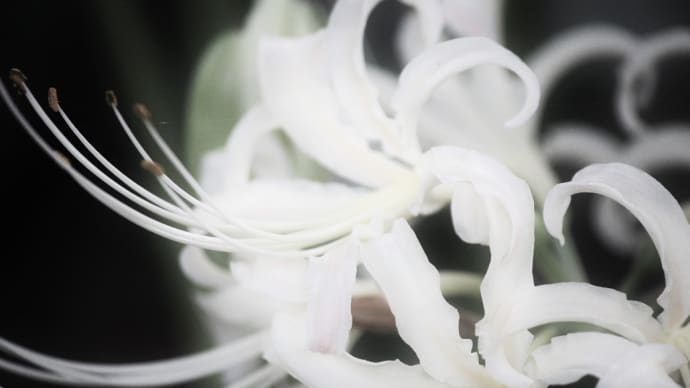 白秋の華、曼珠沙華