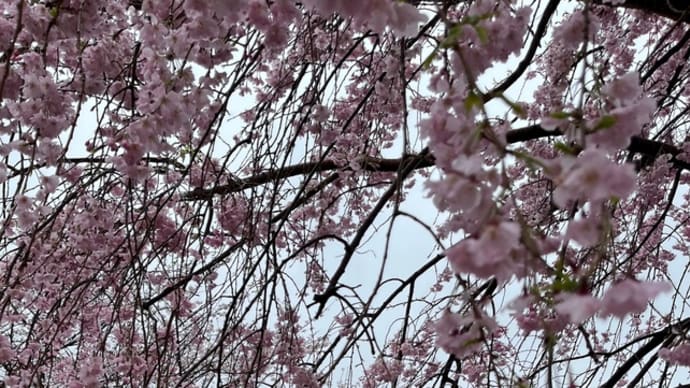 雨の下の桜