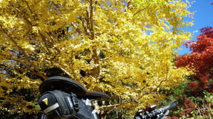 紅葉と三浦半島ポタ