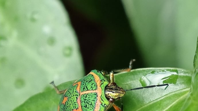 アカスジキンカメムシ! 《 美しさはカメムシ界の横綱級なのだ 》