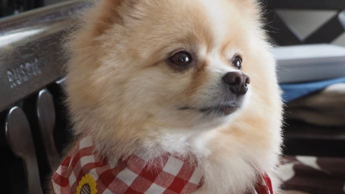 北海道、猿払村のホタテ