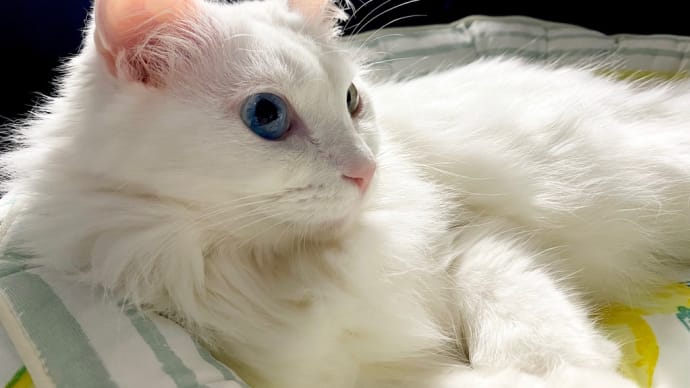 猫たちのビデオ鑑賞会 / 豚ロースの西京焼き