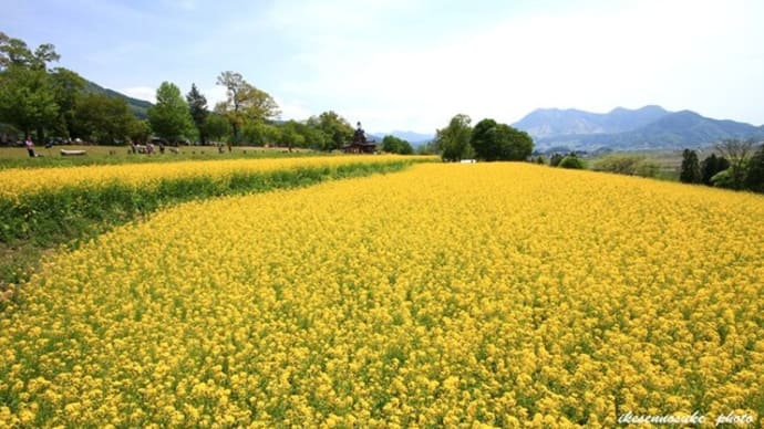 信州　北信濃の菜の花畑を………！