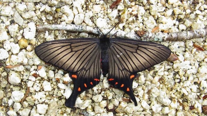 アゲハモドキ Epicopeia hainesii