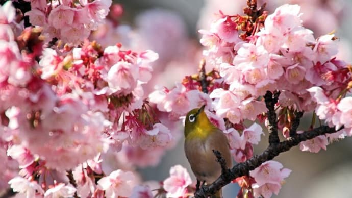 熱海 糸川遊歩道の早咲きの熱海桜