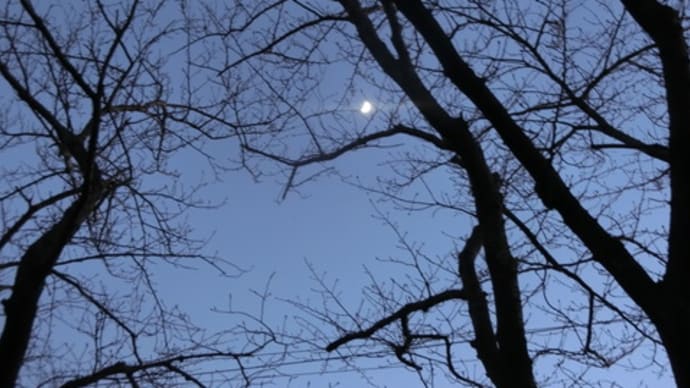 今日も月と金星