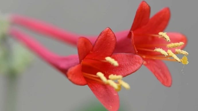 鉢植えの「ツキヌキニンドウ」