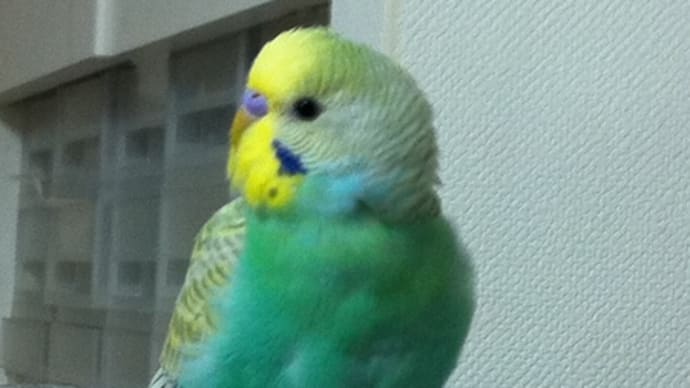 たまちゃん。(インコ)