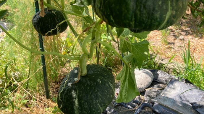 秋野菜準備 もうそろそろ