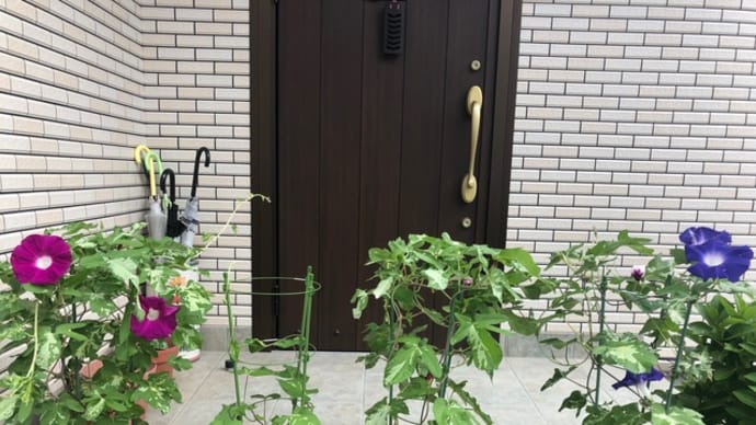 朝顔日記20〜順調だが