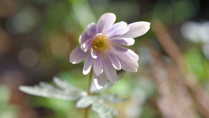 ユキワリイチゲは 春の使者 ～ くじゅう方面 早春の花（3）