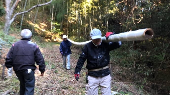 門松づくり 竹林から竹を運んで下準備