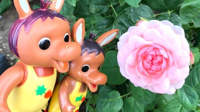 ロバくんは薔薇が大好き