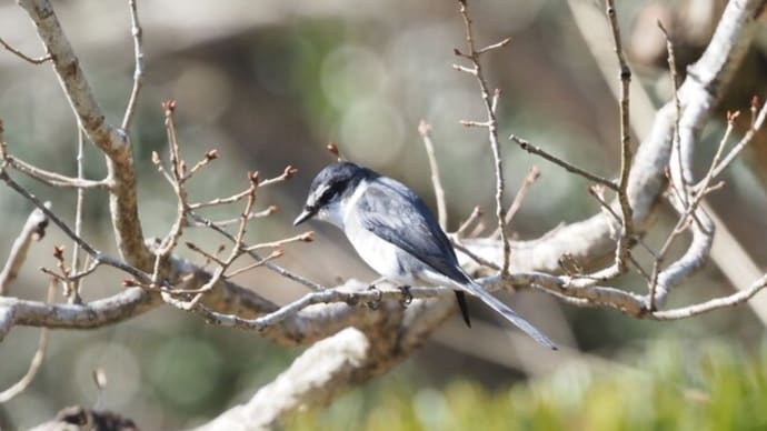 冬なのに夏鳥?