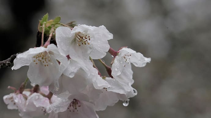 雨の日もある 4月7日(金)雨
