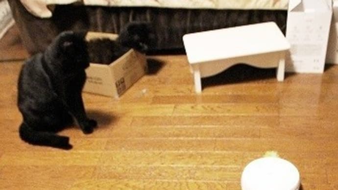 控えめですがこれが本来の遊び方かな♪