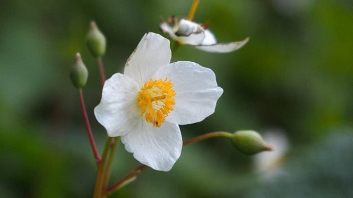 森に咲く白い妖精?シラユキゲシ