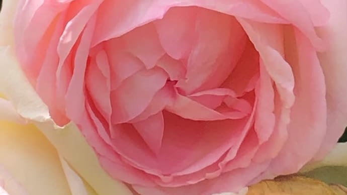 今年もバラのお庭訪問
