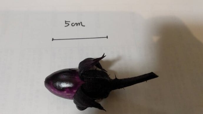 一番茄子が採れたというか、