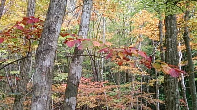 面ノ木原生林の紅葉
