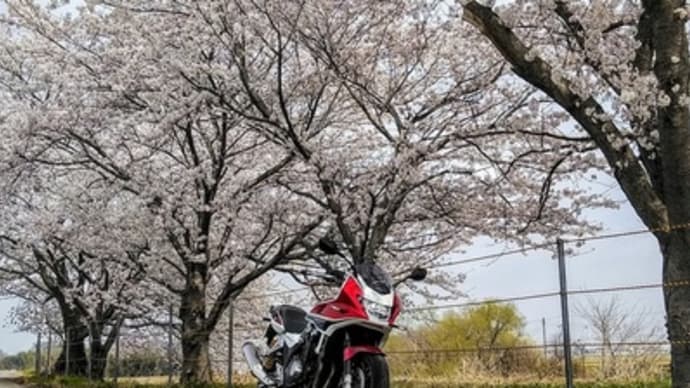 桜を求め試乗