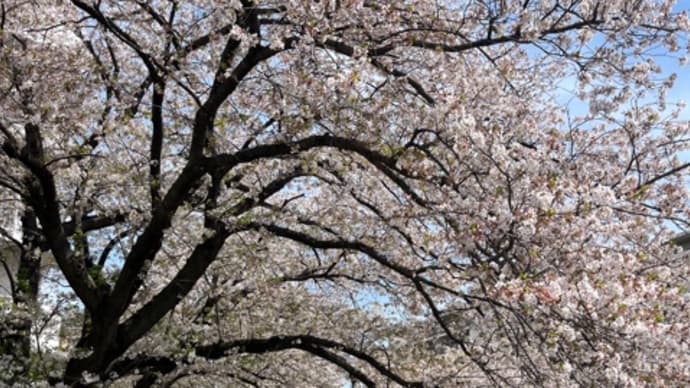 葉桜のアーチ