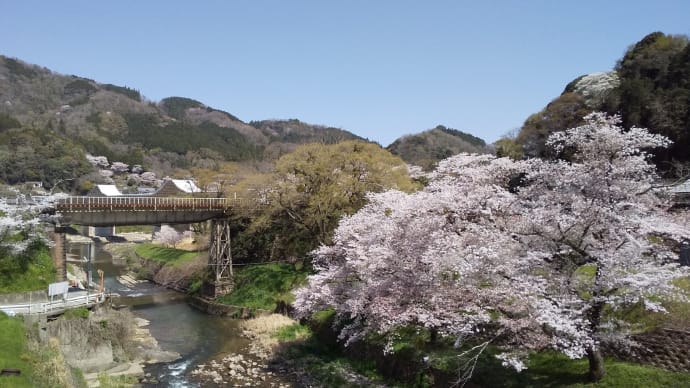 想い出の桜「笠置編」、2021年のこと。