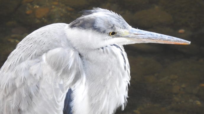 * 朝の鳥撮りお散歩 ・アオサギ・ツグミ・鵜・コサギ・ムクドリ・カルガモ おまけのピヨちゃ〜ん *