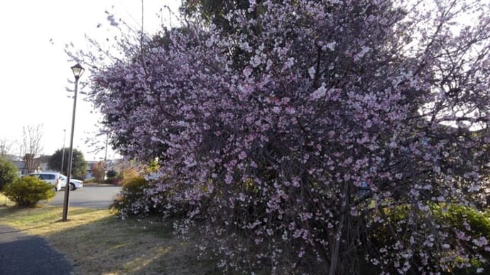 学習センター公園の冬桜