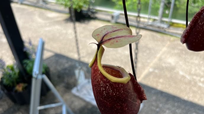 らんまんの「槙野万太郎」で植物園は大人気! 食虫植物見たことある?