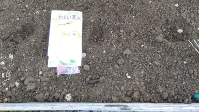 トンネル畝で春大根を植える