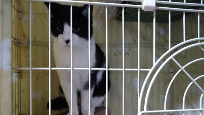 外猫はっちをお家猫に(その6見え始めた真実)
