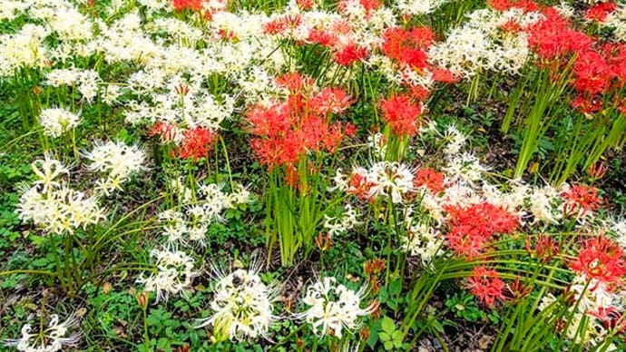 券売機に初めて並んだ、白花曼殊沙華が満開