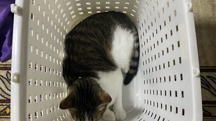 あ、また入っとる