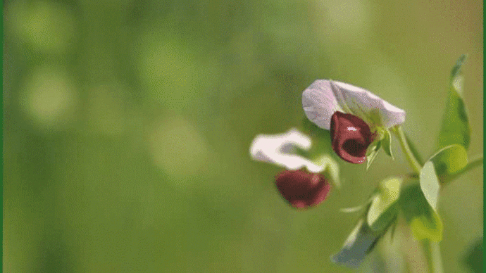 爺やんちの畑で育てている「ツタンカーメンのえんどう豆」に、赤紫色の花が咲き小さな鞘の姿も見られて・・・