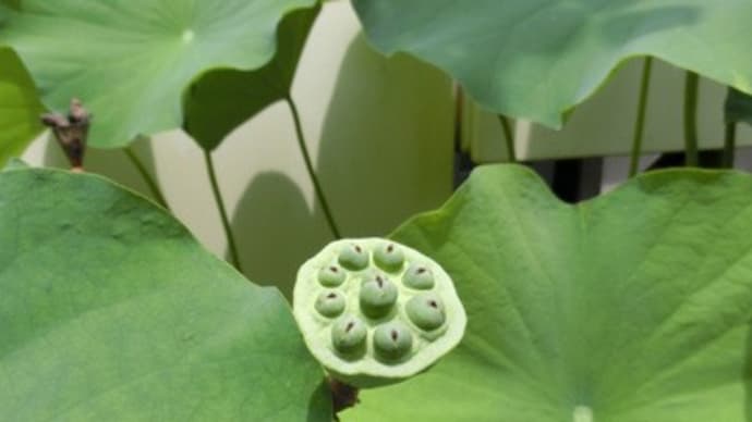蓮