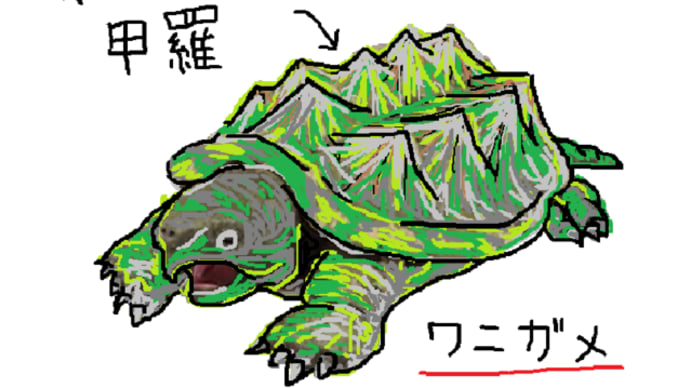 Gooブログ Goo Blog ハッシュタグ テレビ 池の水 ワニガメ カミツキガメ