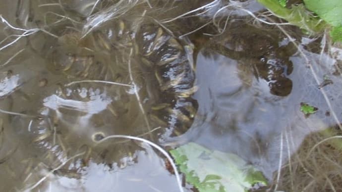 カスミサンショウオ山から降りてた