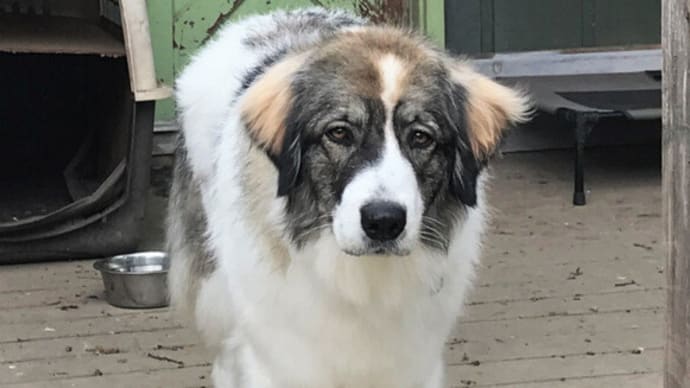シャイな犬、自信を無くした犬を元気づける法