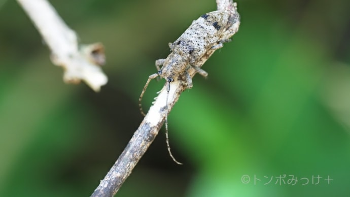 この森にはハルゼミがいるのか