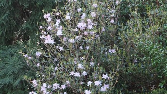 4月中旬～下旬に見られた草花【屋久島白谷雲水峡・ヤクスギランド】