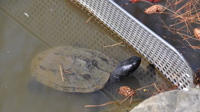 温かさに敏感な生き物たち