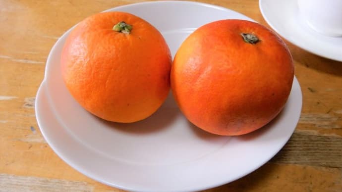 ２０１７・５・３　宇和島産ブラッドオレンジ美味しい(^^♪(^^♪