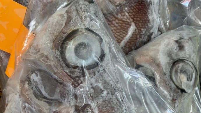 マニアなお魚、、入荷‼️